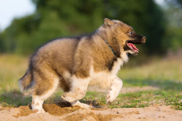 Niedliche elo Welpe spielt in einem Sandkasten — Stockfoto