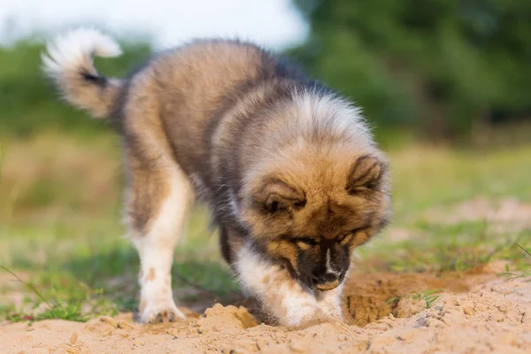 Cute elo puppy digs in a sand pit — Stock Photo, Image