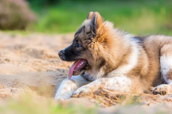 Bonito elo filhote de cachorro joga em um poço de areia — Fotografia de Stock