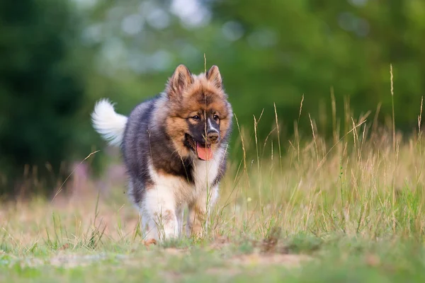 Cute elo puppy walks outdoors — Stock Photo, Image