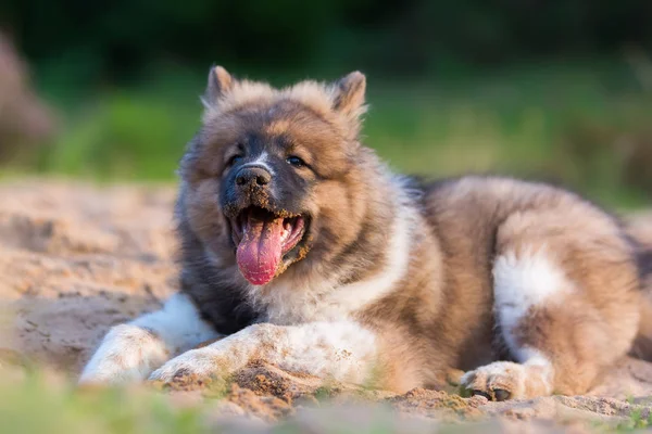 şirin elo köpek yavrusu bir kum çukurunun içinde çalış