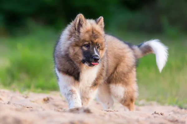 Cute elo puppy plays in a sand pit — Stock Photo, Image