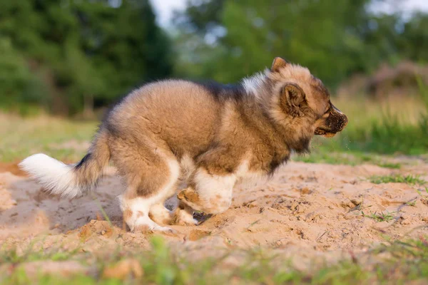 Niedliche elo Welpe spielt in einem Sandkasten — Stockfoto