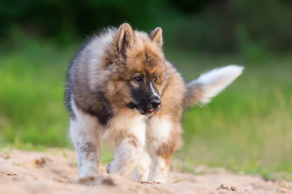 Bonito elo filhote de cachorro joga em um poço de areia — Fotografia de Stock