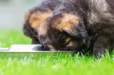 Eski Alman kurdu yavru besleme Bowl