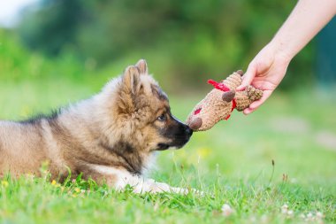 adam bir elo köpek yavrusu yumuşak oyuncak gösterir.
