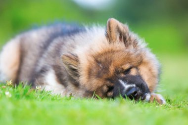 portre sevimli elo köpek yavrusu