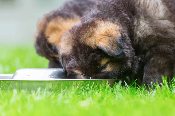 Eski Alman kurdu yavru besleme Bowl