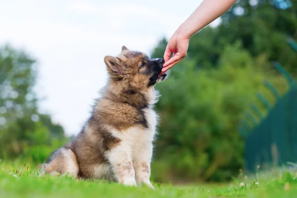 Mano da un elo cachorro una golosina — Foto de Stock