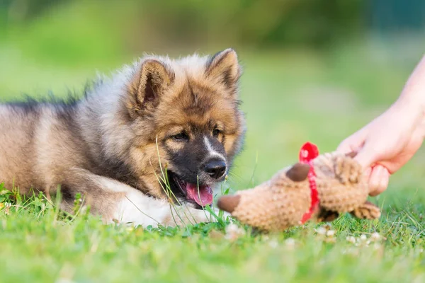 個展エロ子犬のぬいぐるみ — ストック写真