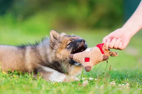 Mann zeigt einem Welpen ein Stofftier — Stockfoto