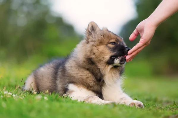 Hand schenkt einem elo Welpen ein Leckerli — Stockfoto