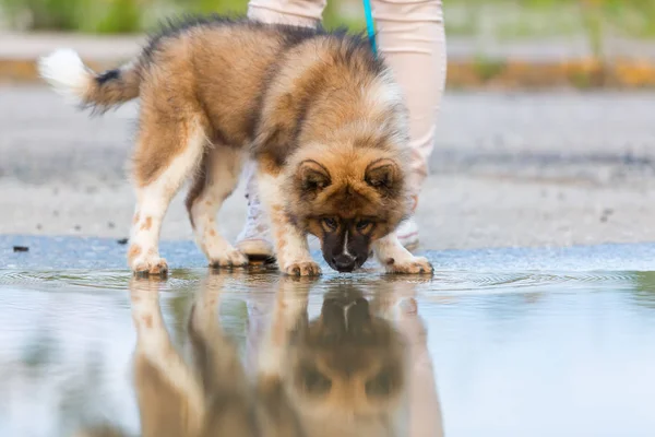 Woman with an Elo puppy stands beside a puddle — Stock Photo, Image