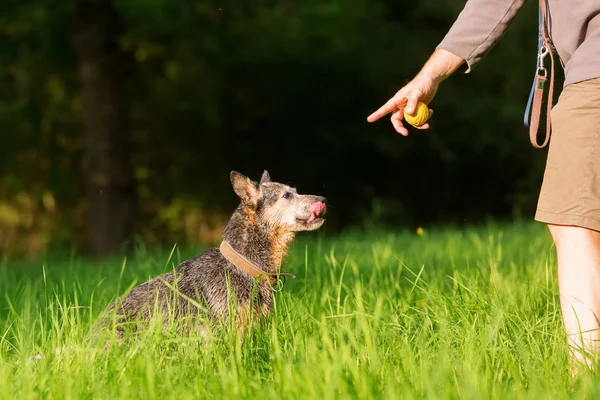 Personne joue avec un chien de bouvier australien — Photo