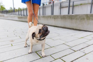 şirin pug ısırıkları tasmasını içinde