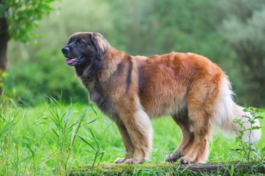 açık bir Leonberger köpek portresi