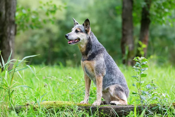 Retrato ao ar livre de um cattledog australiano — Fotografia de Stock