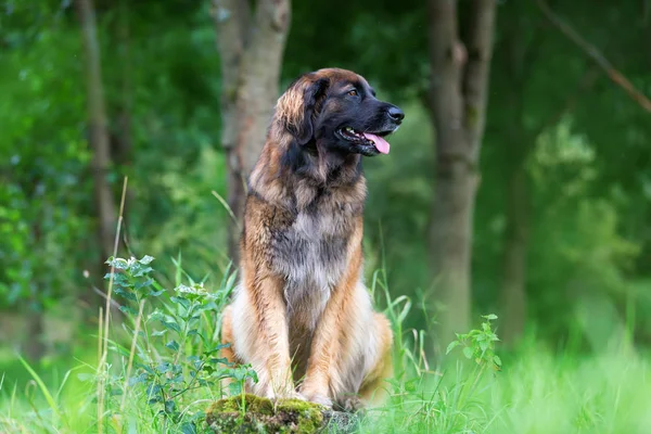 Retrato ao ar livre de um cão Leonberger — Fotografia de Stock