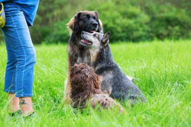 üç köpek bir kadının önünde bekleyen