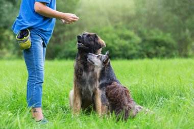 üç köpek bir kadının önünde bekleyen