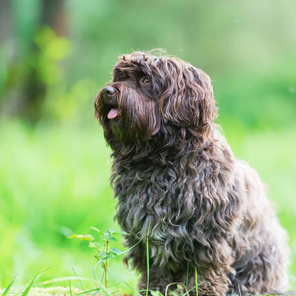 Retrato de un perro Havanés — Foto de Stock