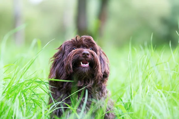 Retrato de un perro Havanés — Foto de Stock
