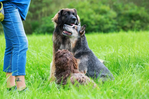 üç köpek bir kadının önünde bekleyen