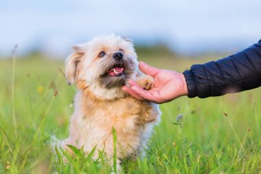 Havanese melez bir adamın el pençe verir.