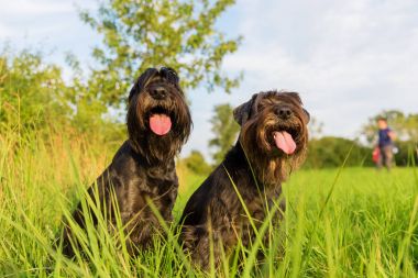 İki schnauzer köpek açık havada portresi