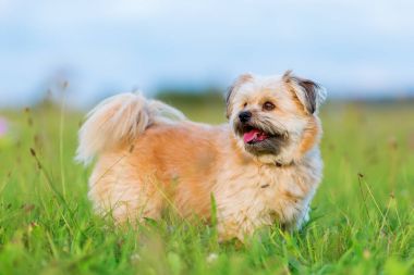 Havanese melez bir portresi