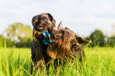 İki schnauzer mücadele için a muamele etmek çanta