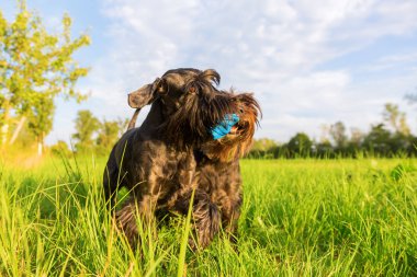 İki schnauzer mücadele için a muamele etmek çanta