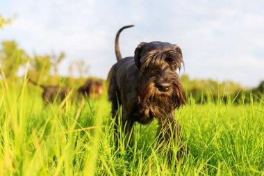 Standart Schnauzer köpek çayır üzerinde yürüyor