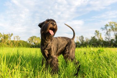 Standart schnauzer köpek portresi