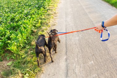 Belgili tanımlık kira kontratı, iki köpek ile kişi yürüyor