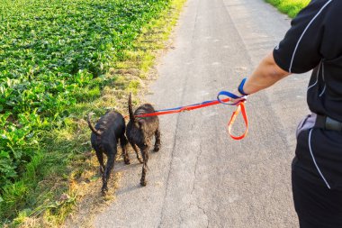 kişi iki schnauzer köpek vasıl belgili tanımlık kira kontratı ile