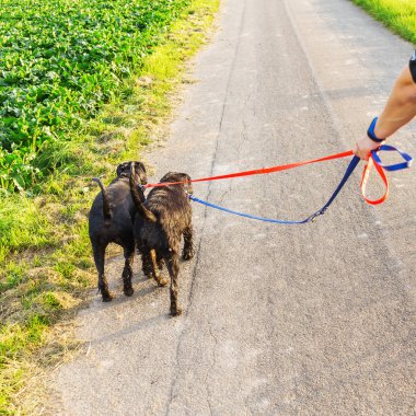 kişi iki schnauzer köpek vasıl belgili tanımlık kira kontratı ile