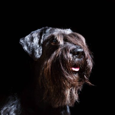 siyah bir arka plan önünde schnauzer portresi