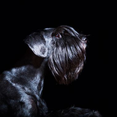 siyah bir arka plan önünde schnauzer portresi