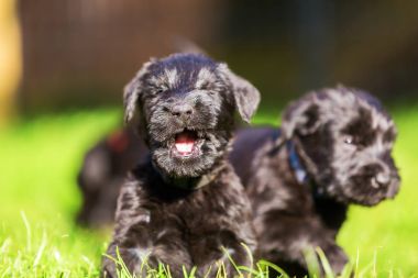 Schnauzer köpek yavrusu çayır ve yawns üzerinde oturur