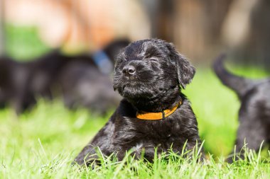 A schnauzer köpek yavrusu portresi