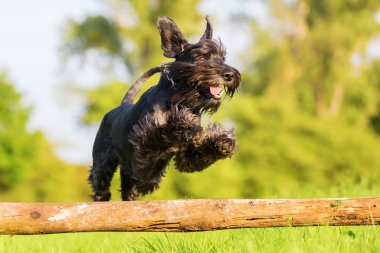 Standart schnauzer atlar bir ahşap kiriş üzerinde