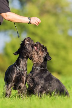 Kadın onu Schnauzer köpek bir ziyafet verir.