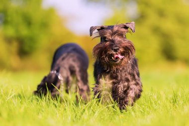Çayır on iki schnauzer köpek oynamak