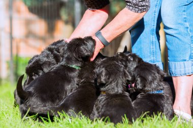 Kişi ile bir schnauzer köpek yavrusu çöp