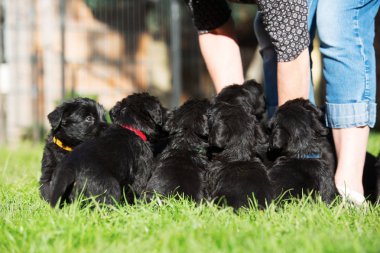 Kişi ile bir schnauzer köpek yavrusu çöp