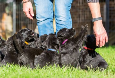Kişi ile bir schnauzer köpek yavrusu çöp