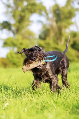 Schnauzer köpek muamele etmek çanta ile açık havada çalışır