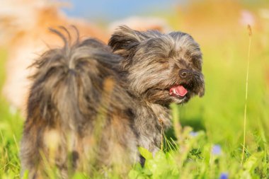 Havanese melez bir portresi