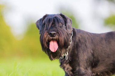 Standart schnauzer portresi